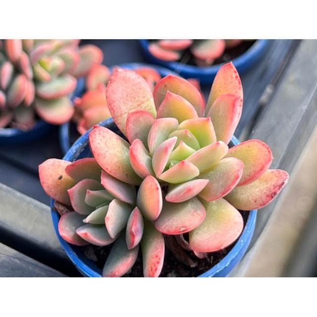 一寸盆 綺蘿 多肉植物 現貨