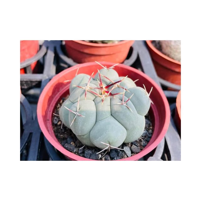 仙人掌 三寸盆 天晃🎁刺座非常漂亮🎁值得收藏 多肉植物 現貨