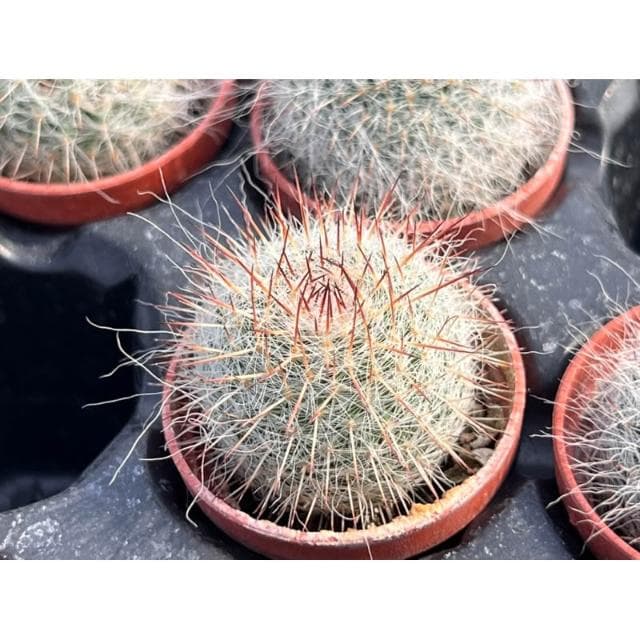 一寸盆 玉翁 多肉植物 現貨