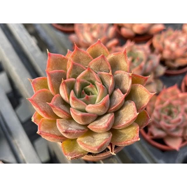 一寸盆 玫瑰夫人 多肉植物 現貨