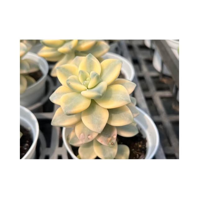 三寸盆 淡雪錦 多肉植物 現貨