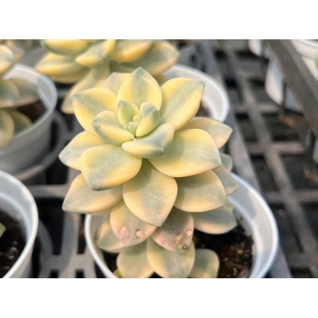 三寸盆 淡雪錦 多肉植物 現貨