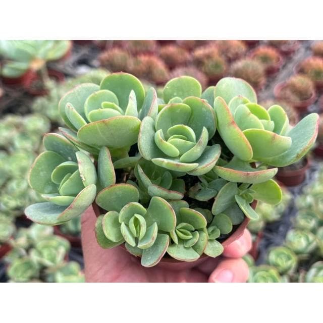 三寸盆 桃之嬌（滿盆）多肉植物 現貨