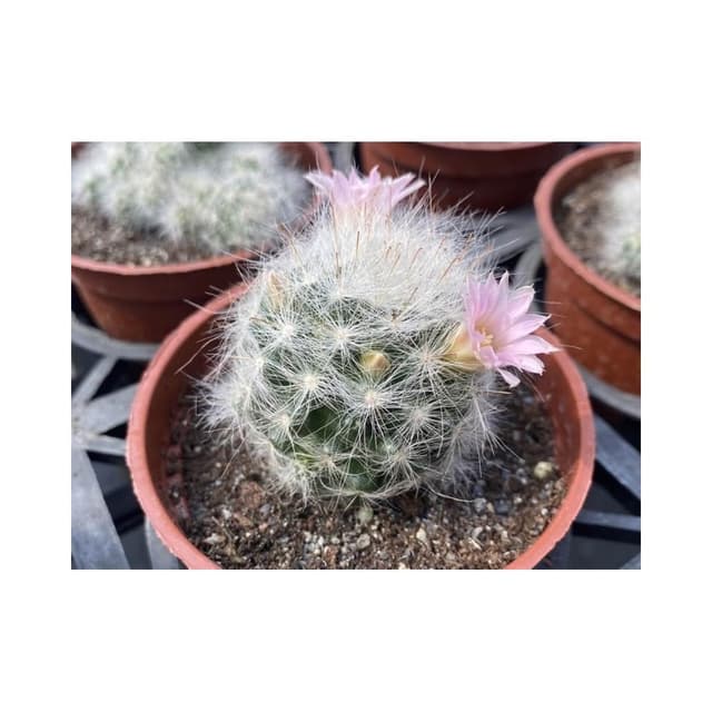 三吋盆 白紗禮服 仙人掌 多肉植物 現貨