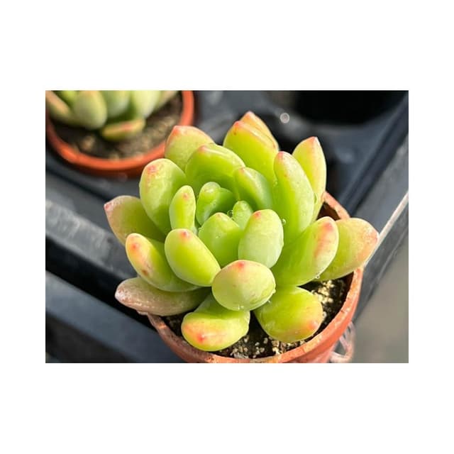 一寸盆 春萌/香格里拉（香味多肉）多肉植物 現貨