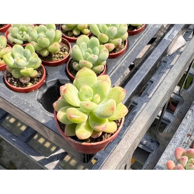一寸盆 春萌/香格里拉（香味多肉）多肉植物 現貨