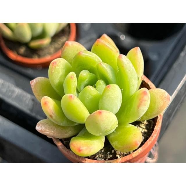 一寸盆 春萌/香格里拉（香味多肉）多肉植物 現貨