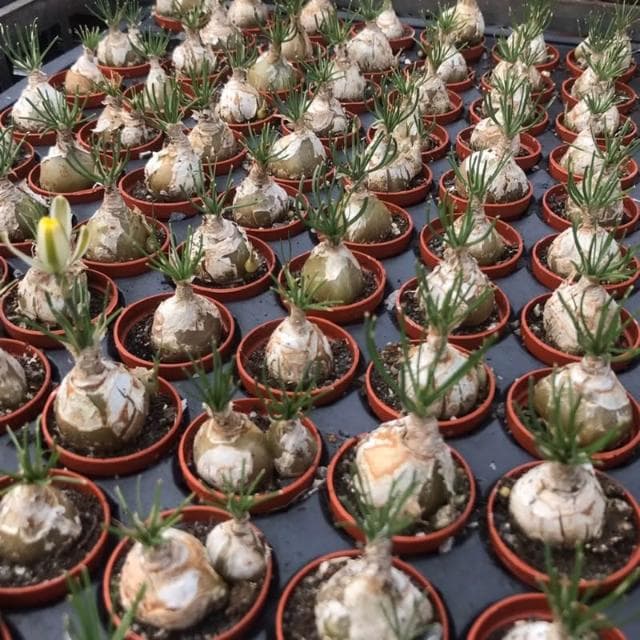 三/一吋盆 哨兵（開花會香) 多肉植物 現貨
