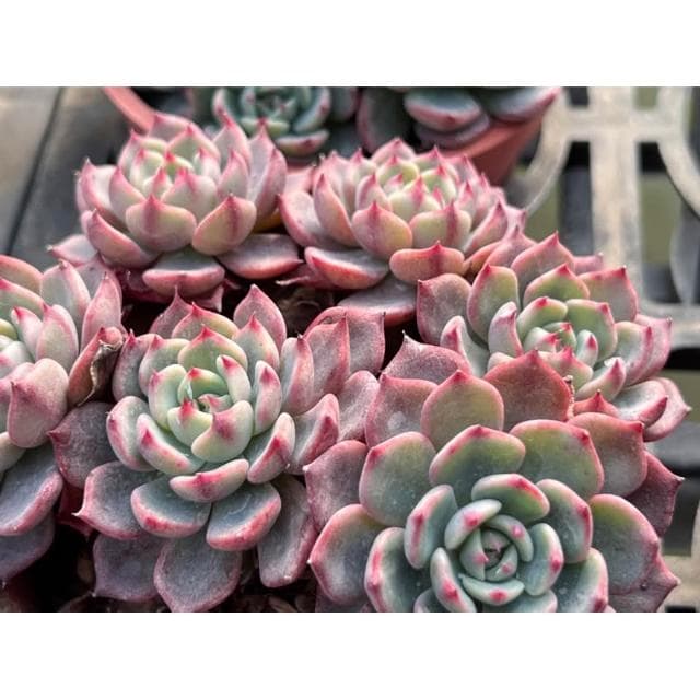 三寸盆 夢法娜娜（多側芽）多肉植物 現貨