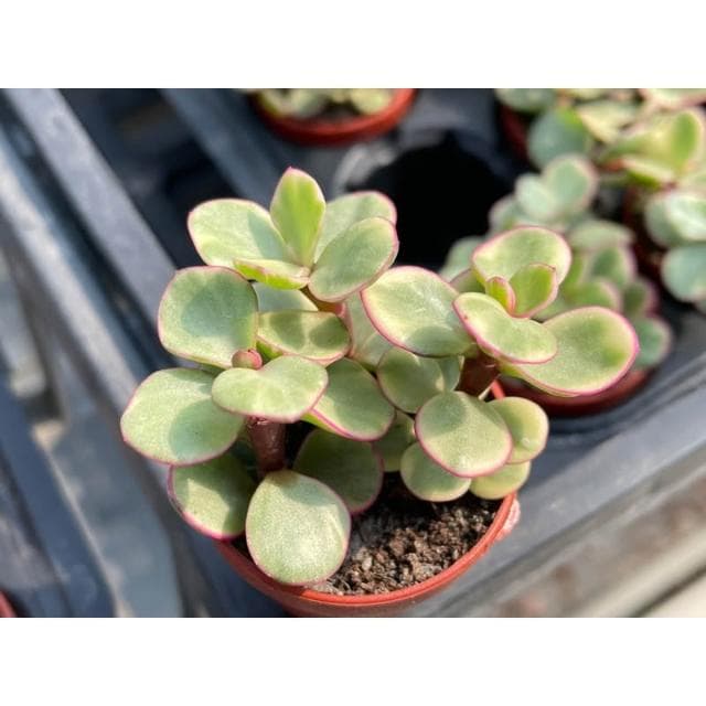 一吋盆 雅樂之舞 多肉植物 現貨