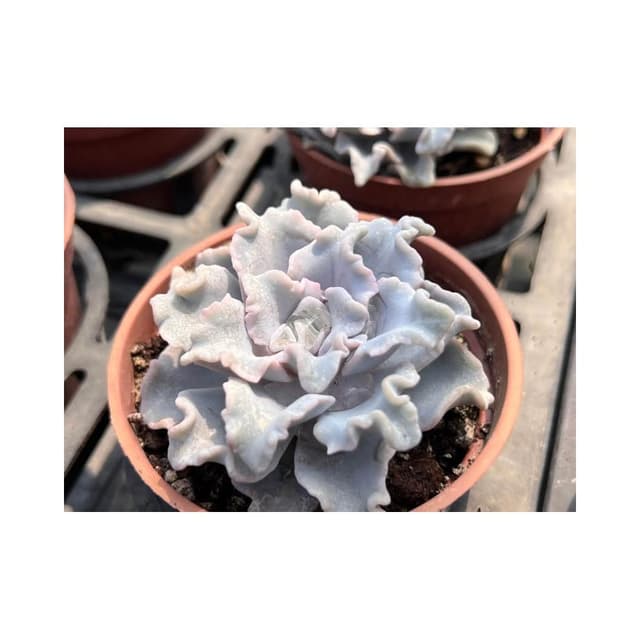 三吋盆 芭蕾舞者 多肉植物 現貨
