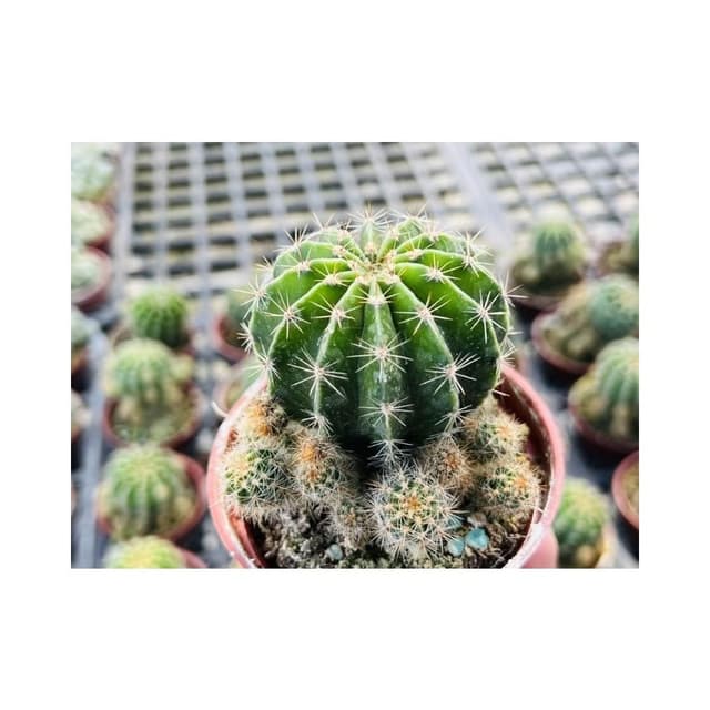 三吋盆 八卦紅 仙人掌 多肉植物 現貨