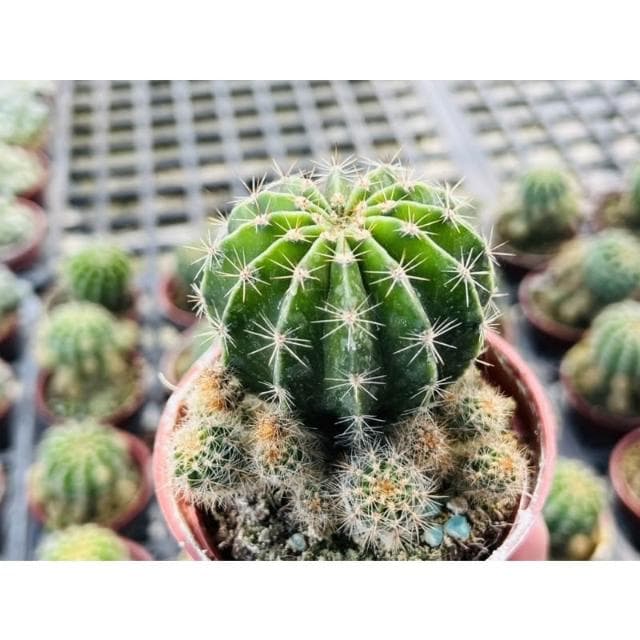 三吋盆 八卦紅 仙人掌 多肉植物 現貨