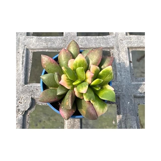 一吋盆 櫻吹雪 多肉植物 現貨