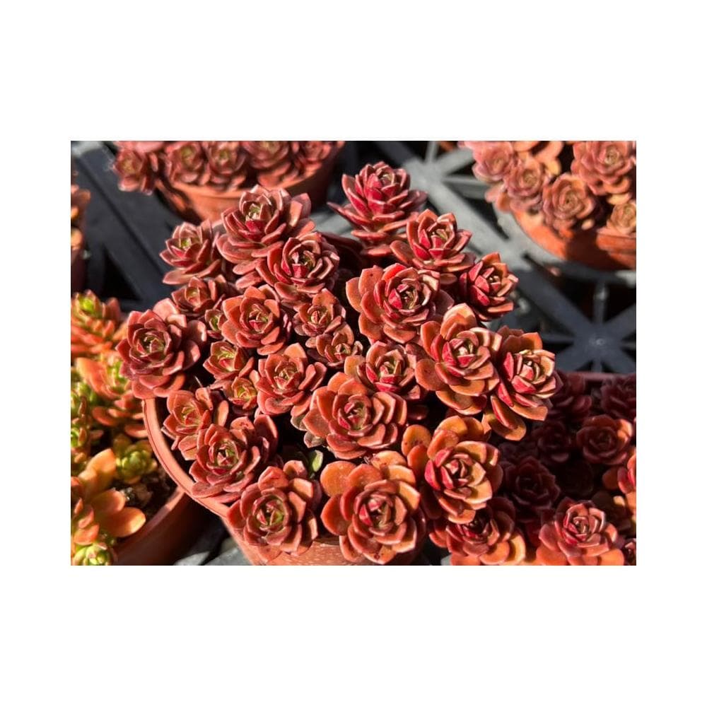 三吋盆 火焰景天 多肉植物 現貨