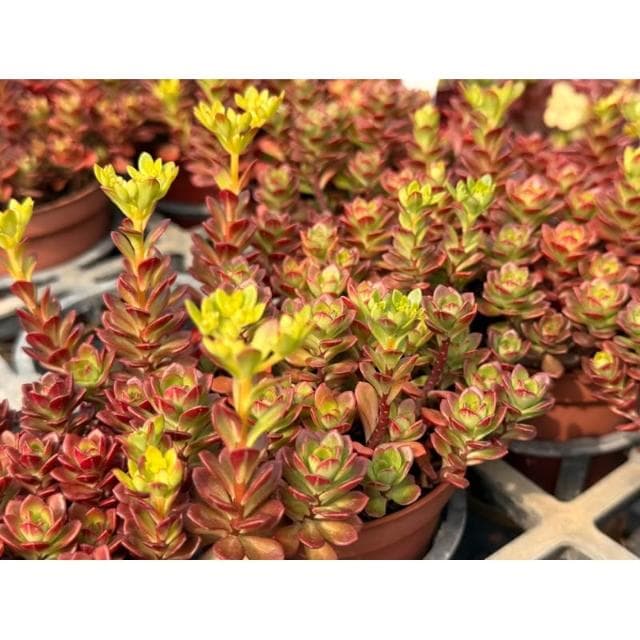三吋盆 火焰景天 多肉植物 現貨