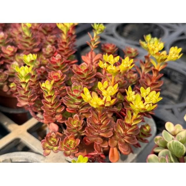 三吋盆 火焰景天 多肉植物 現貨