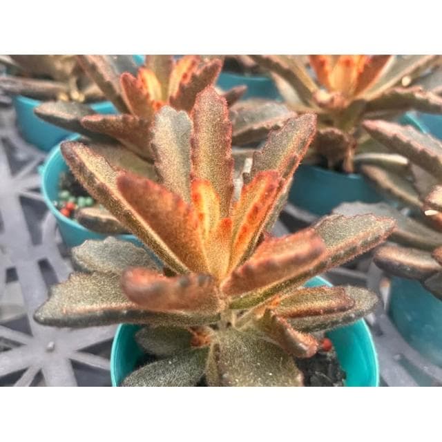 三寸盆 肉桂兔 多肉植物 現貨
