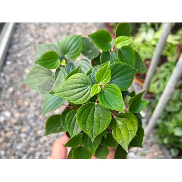 三吋盆 心葉椒草 觀葉 多肉植物 現貨