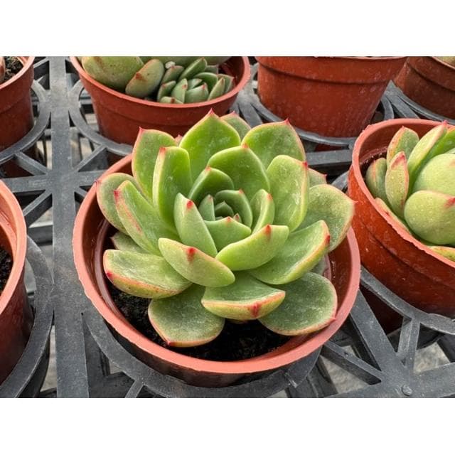三吋盆 粉紅芬達 多肉植物 現貨