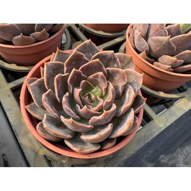 三寸盆 紫皇后 多肉植物 現貨