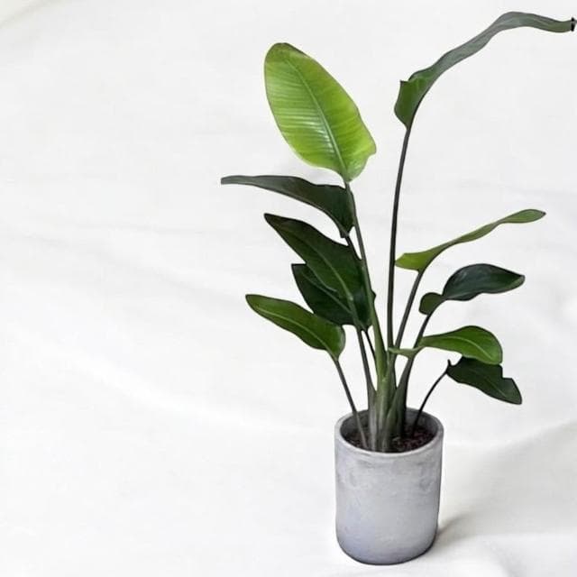 玠森工坊 天堂鳥(開幕盆栽 推薦觀葉植物 水泥盆)