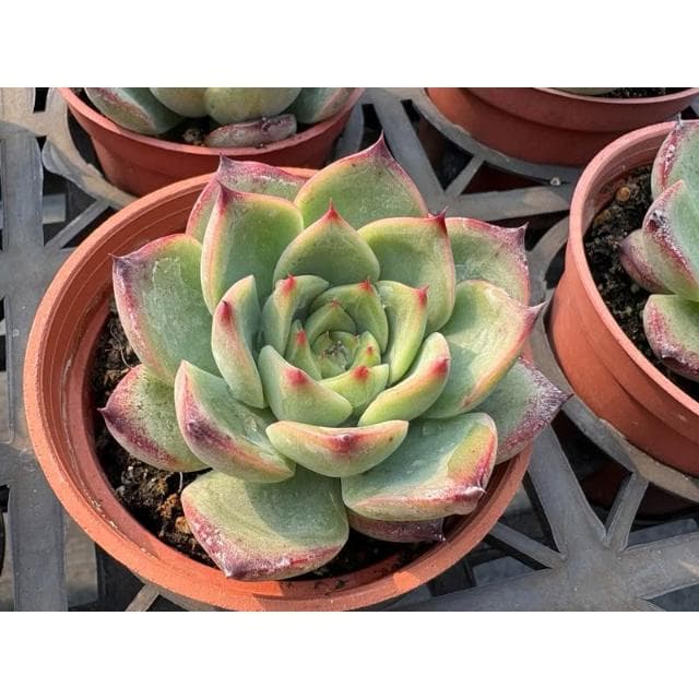 三寸盆 拉糖 多肉植物 現貨