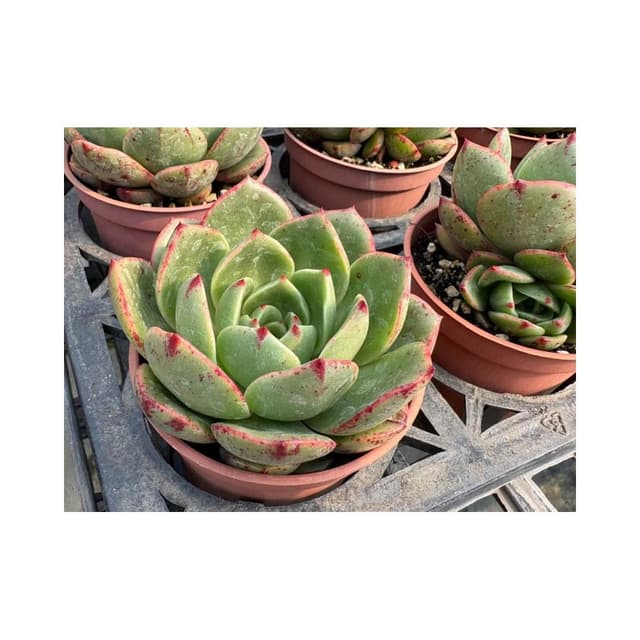 三寸盆 莉莎 多肉植物 現貨
