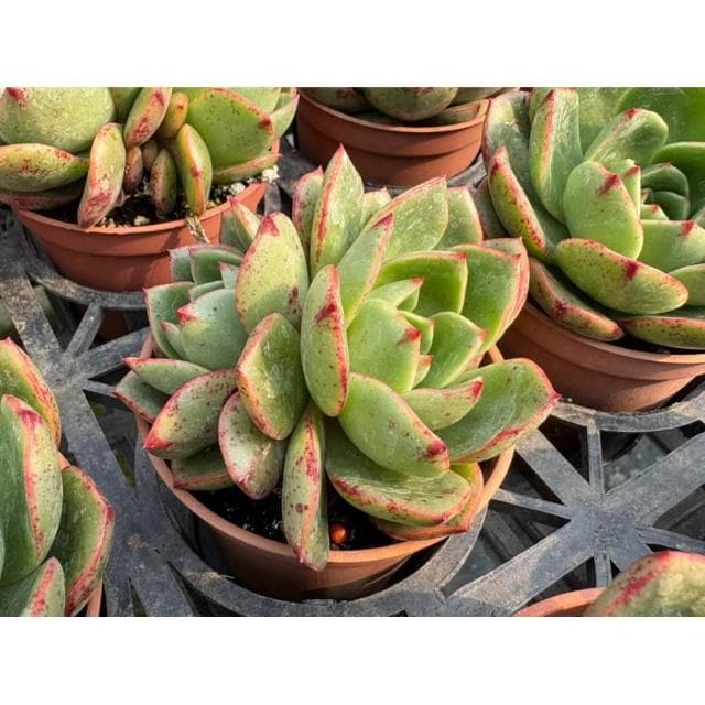 三寸盆 莉莎 多肉植物 現貨