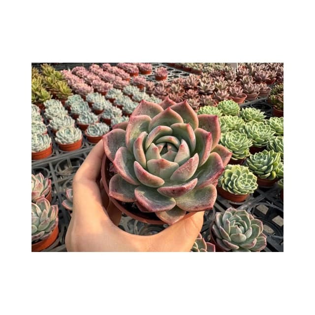 三吋盆 橘橙 多肉植物 現貨