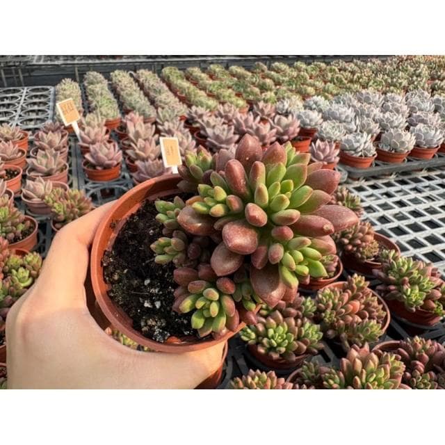 三吋盆 橘夢 多肉植物 現貨