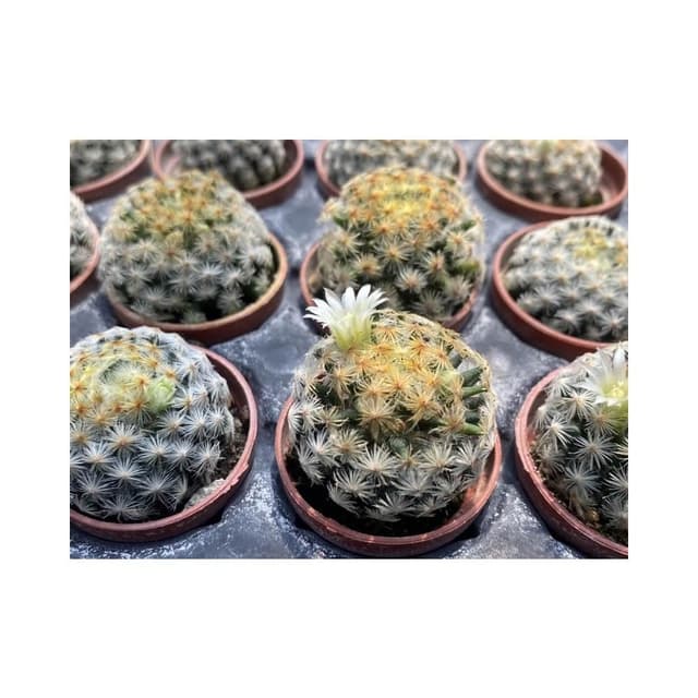 一吋盆 明星 多肉植物 現貨