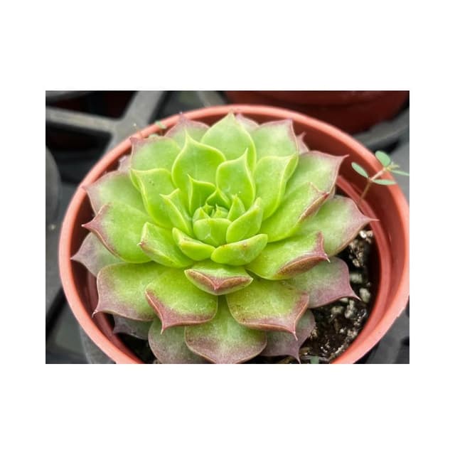 三吋盆 鳳梨球 多肉植物 現貨