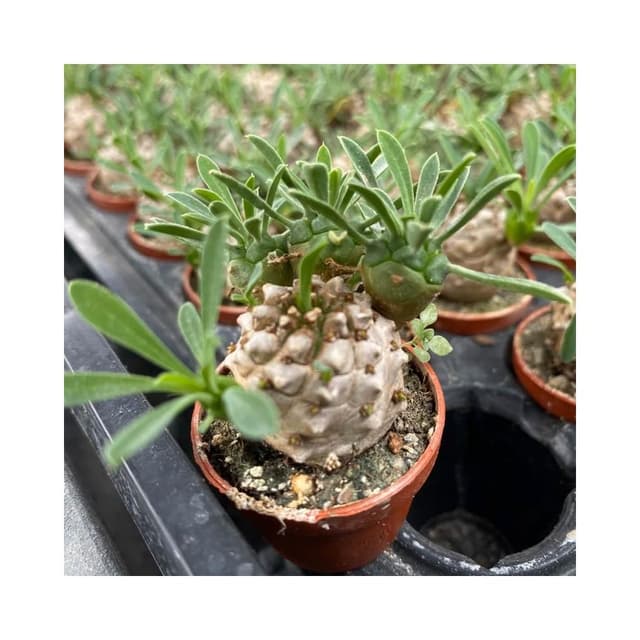 一吋盆 峨嵋山 塊根植物 多肉 現貨
