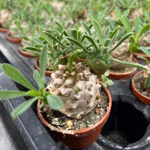 一吋盆 峨嵋山 塊根植物 多肉 現貨