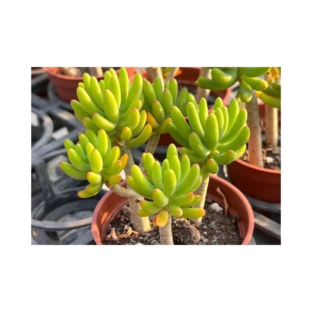 三寸盆 八千代 多肉植物 現貨