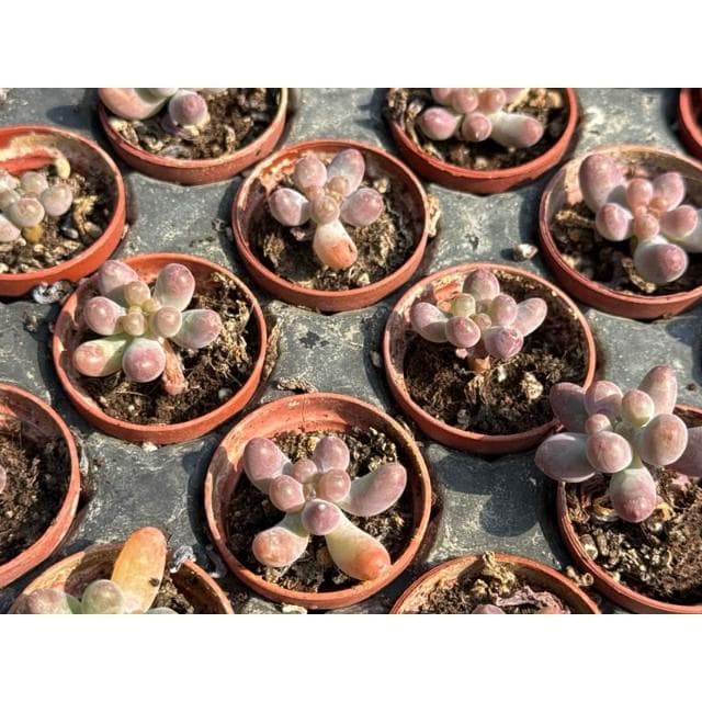 一寸盆 乙女星 多肉植物 現貨