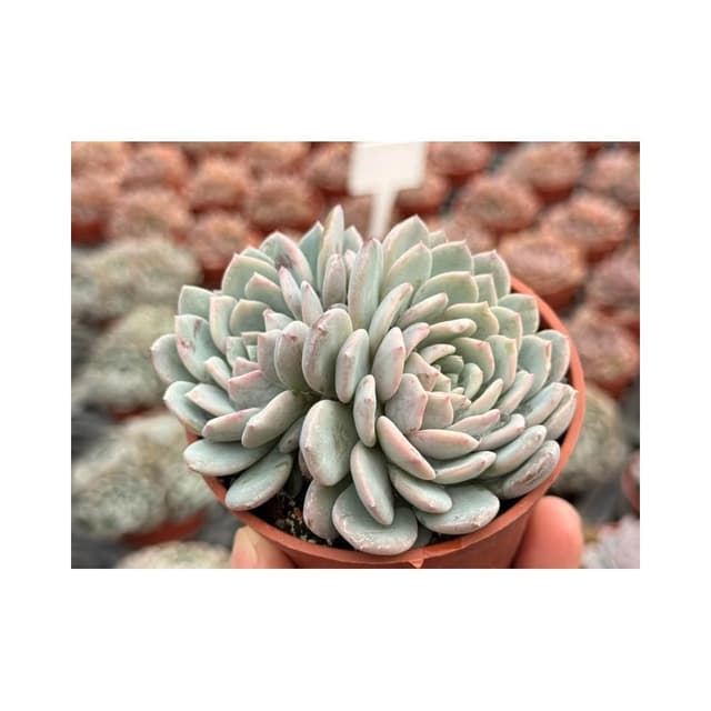 三寸盆 新品🌟拉菲娜 多肉植物 現貨