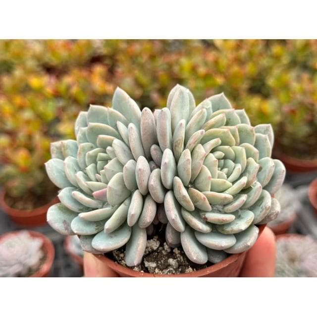 三寸盆 新品🌟拉菲娜 多肉植物 現貨
