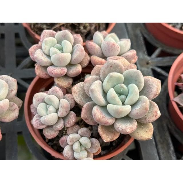 三寸盆 艾倫交雪蓮 多肉植物 現貨