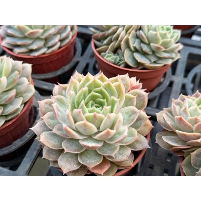 三寸盆 昂斯洛 多肉植物 現貨