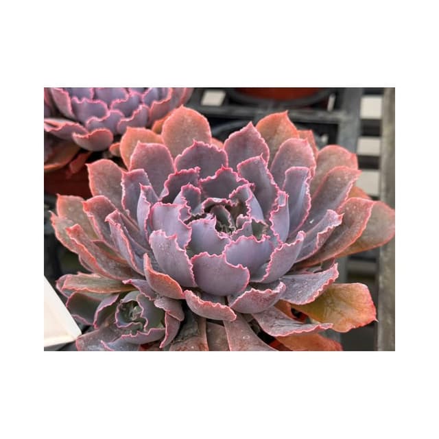 三寸盆 晚霞之舞 多肉植物 現貨