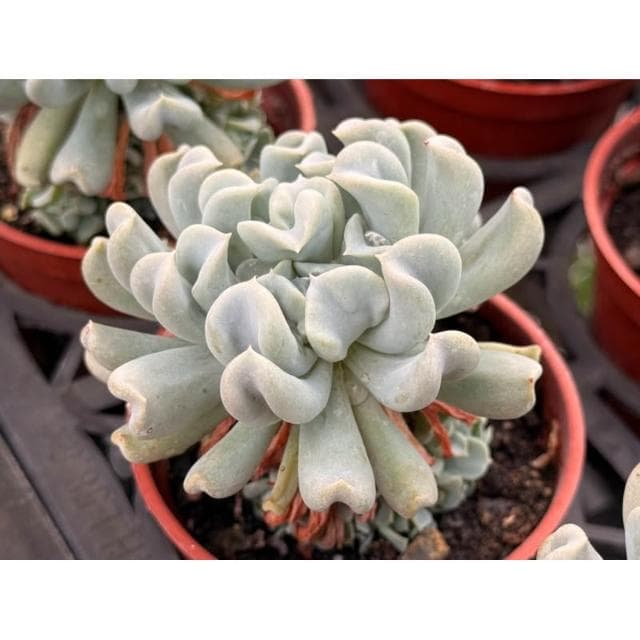 三寸盆 特葉玉蝶 多肉植物 現貨