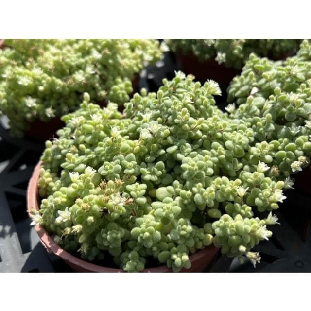 三寸盆 波尼亞草 多肉植物 現貨