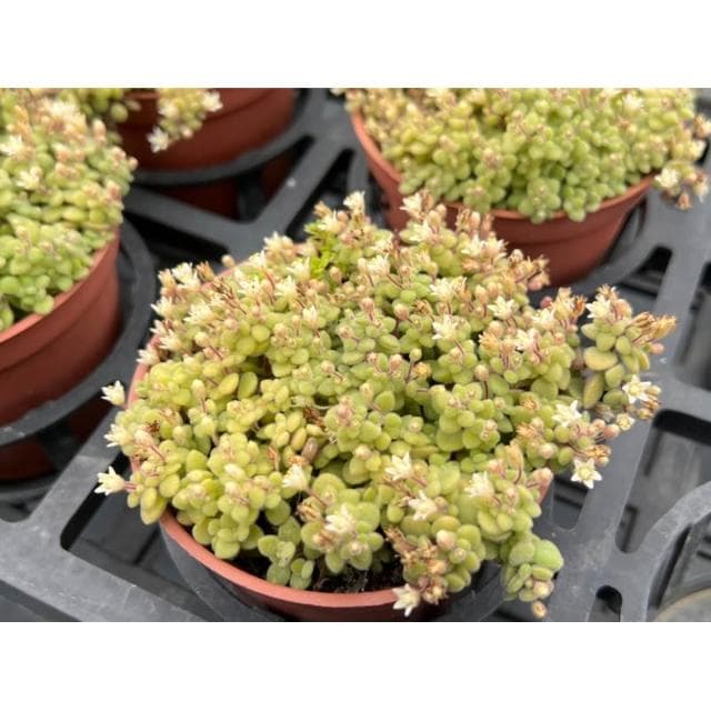 三寸盆 波尼亞草 多肉植物 現貨