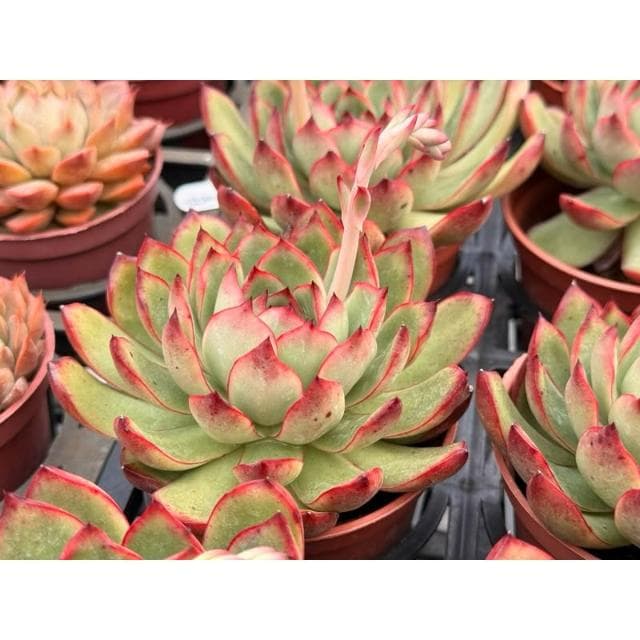 三寸盆 寶麗安娜 多肉植物 現貨