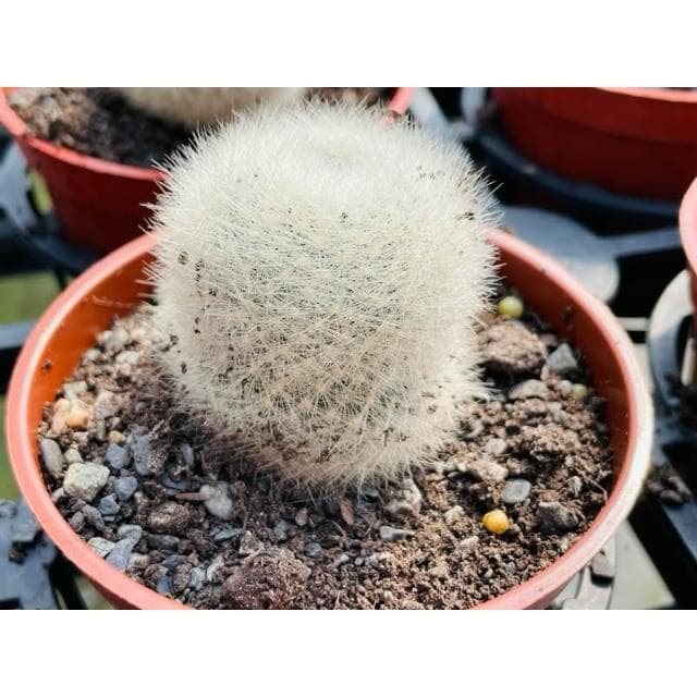 三寸盆 白象丸 仙人掌植物 現貨
