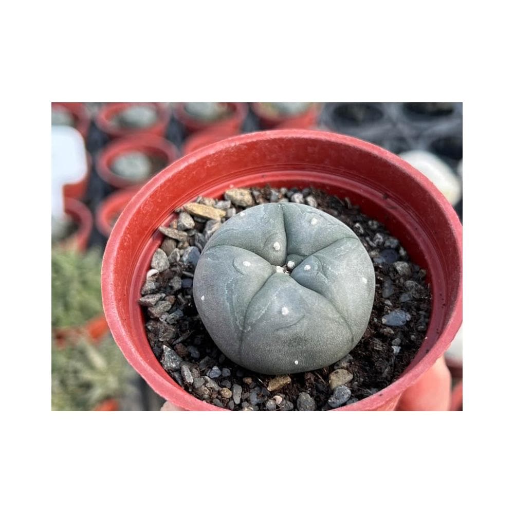 三寸盆 烏羽玉 仙人掌植物 現貨