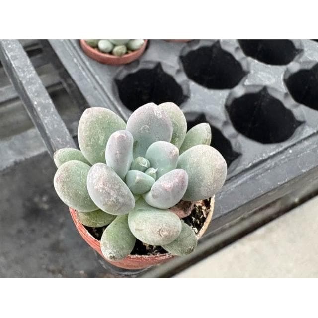 一寸盆 立田 多肉植物 現貨