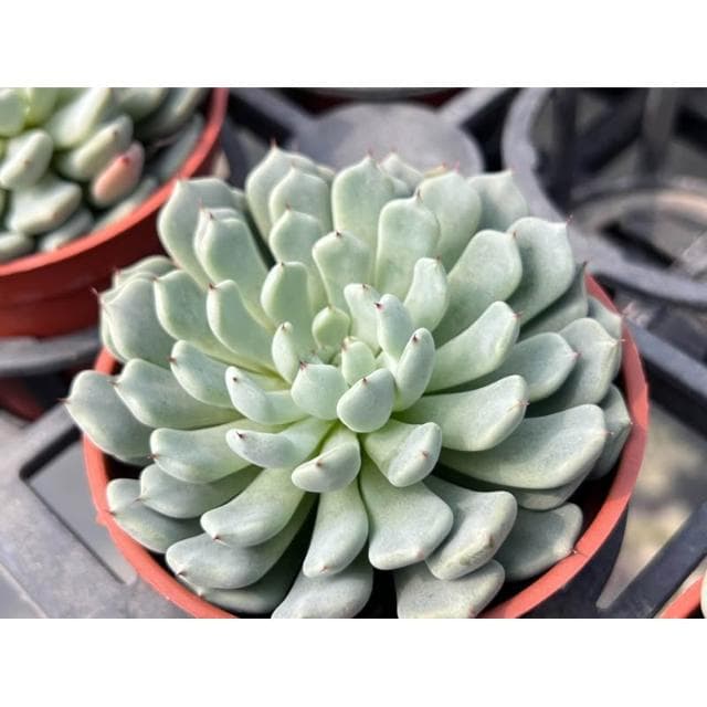 三寸盆 野玫瑰之精交種 多肉植物 現貨